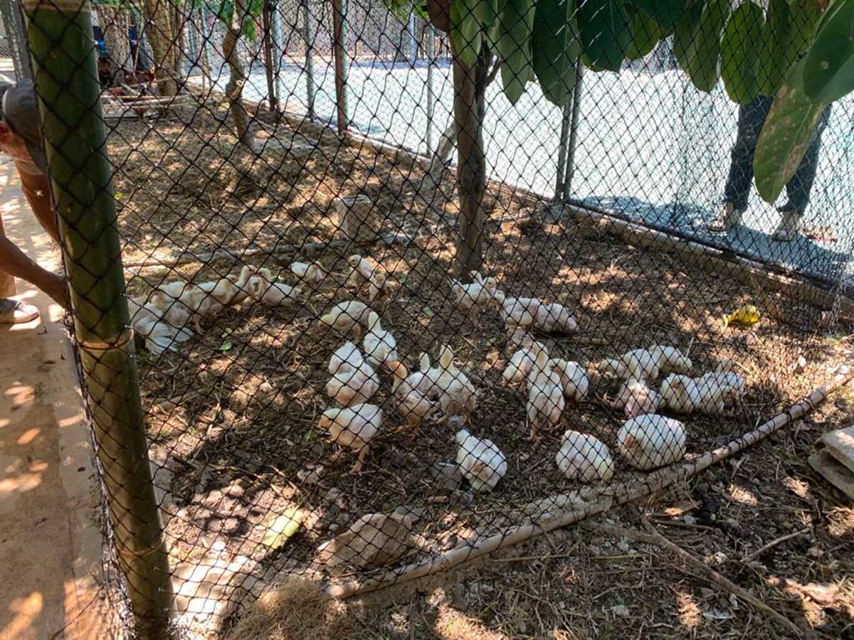 Galería Redes para granjas avicolas