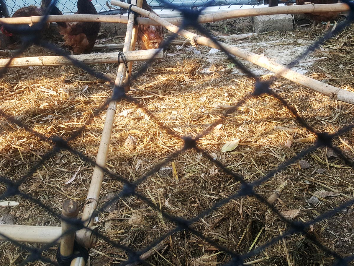 Galería Mallas avicolas