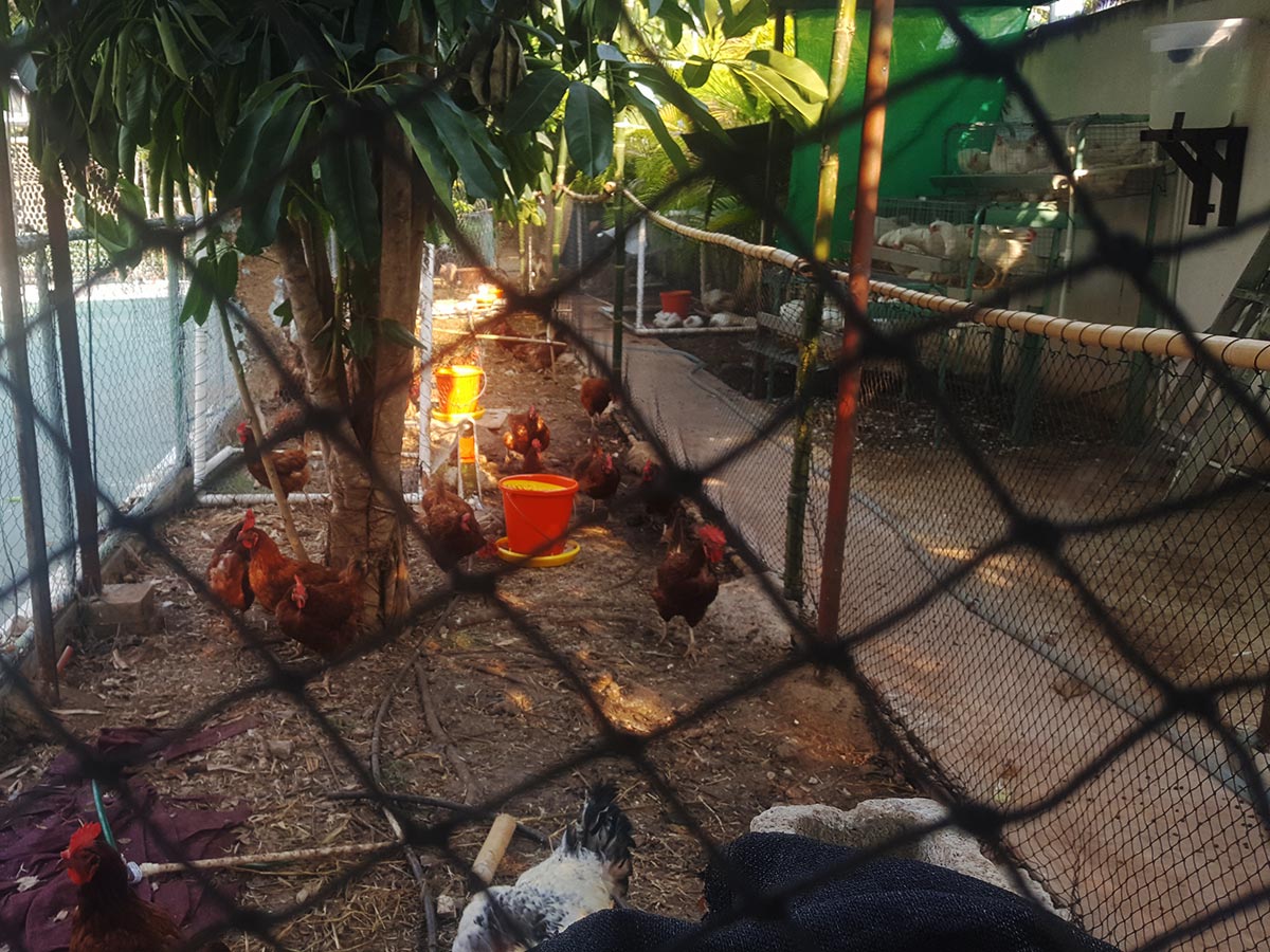 Galería Mallas avicolas